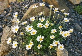 Anthemis cretica ssp cretica